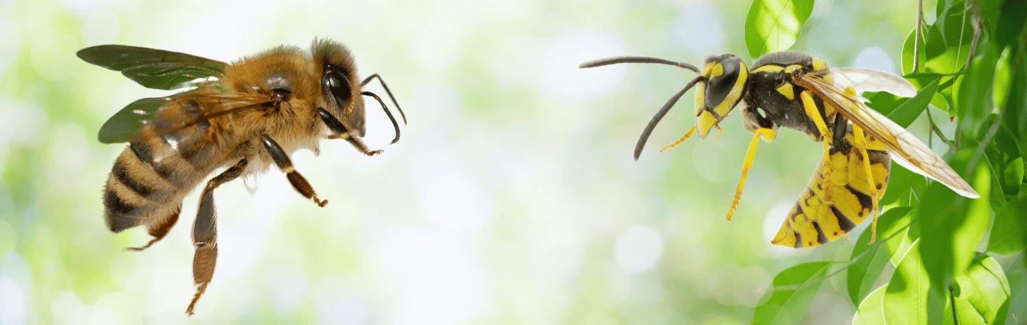 Fall Wasp & Bee Activity in Toronto: Prevention Tips for a Sting-Free Season