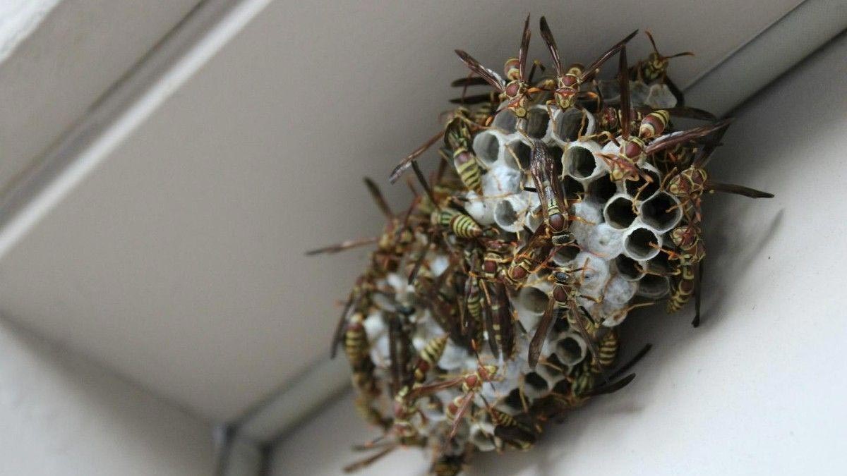 Simple Tricks to Wasp-Proof Your Backyard and Garage