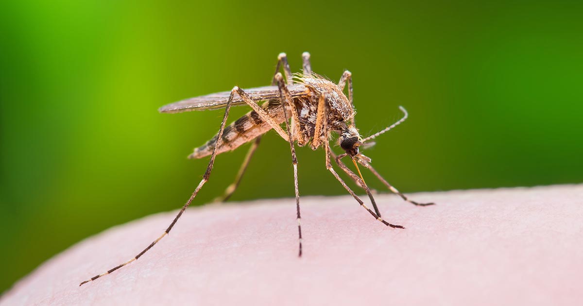How Insectica Pest Control Keeps Toronto Homes and Businesses Mosquito-Free