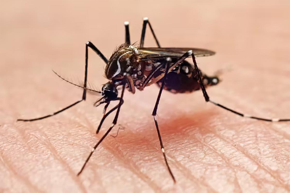 Insectica Pest Control Keeps Toronto Mosquito-Free