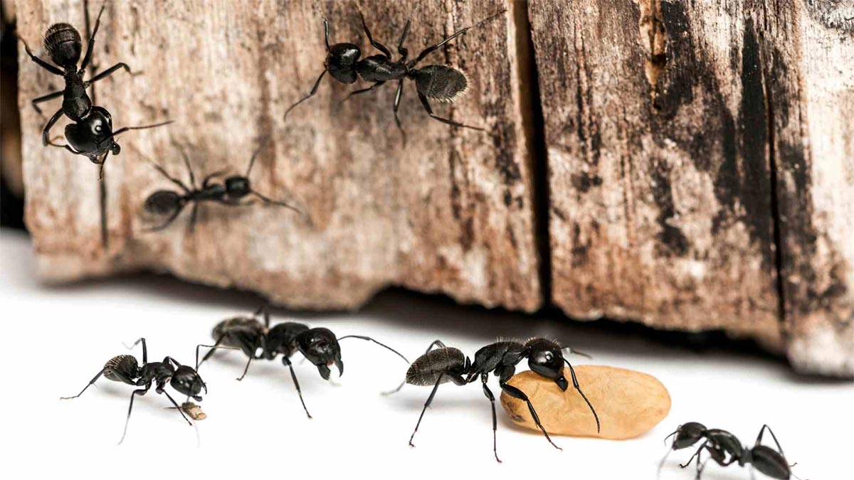 Ants - Fall Pest Invasion in Toronto