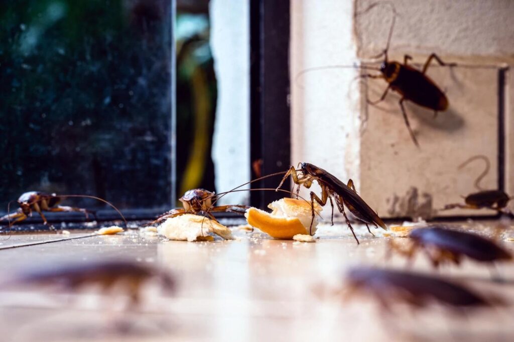 Why Don’t Cockroaches Go Away in Toronto Apartments